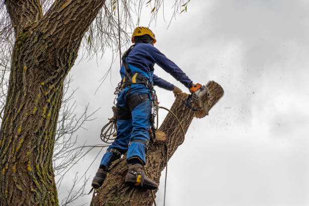 Best Best Tree Removal Services  in Willits, CA